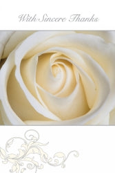 Ozcorp Card Set Sympathy Thank You 95x140 Cream Rose 10CARDS/ENV (Each)